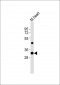 (Mouse) Utf1 Antibody (C-term)